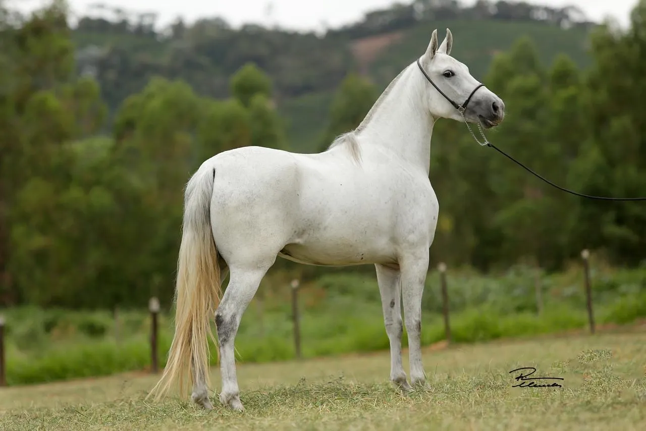 Mangalarga marchador