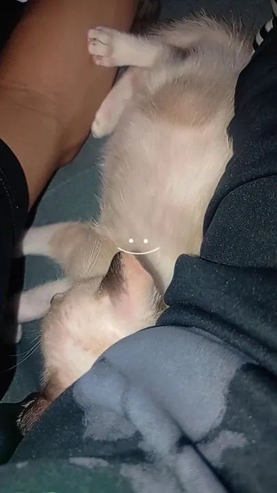 Gatinho Siamês disponível para adoção - Foto 3