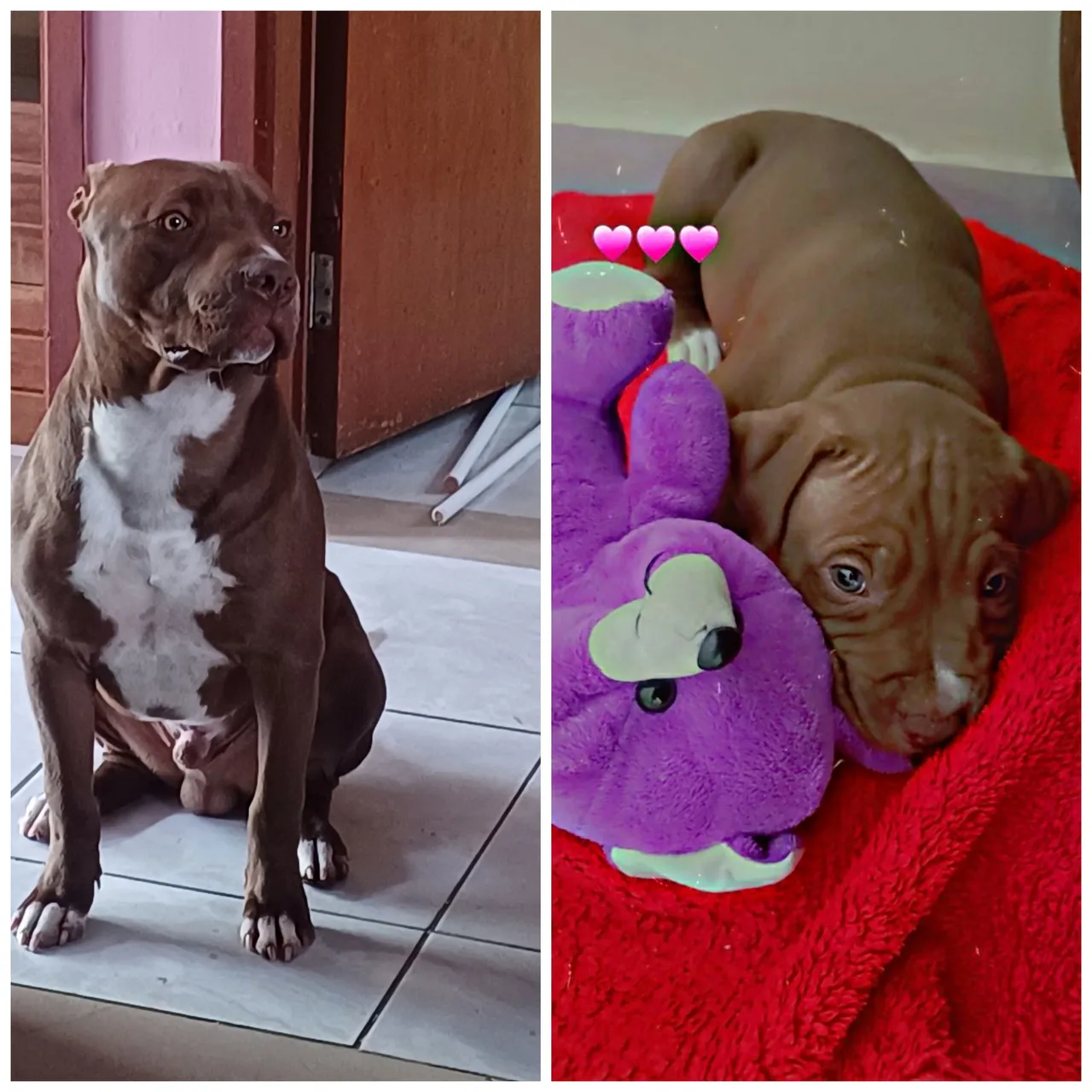 Pitbull Monster
