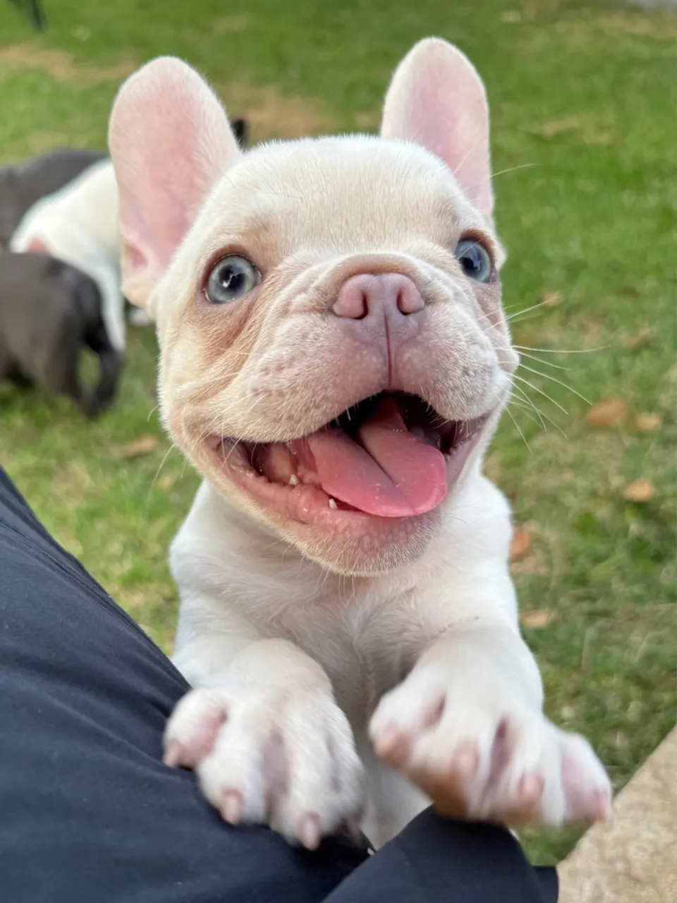 Bulldog Francês @seubulldog