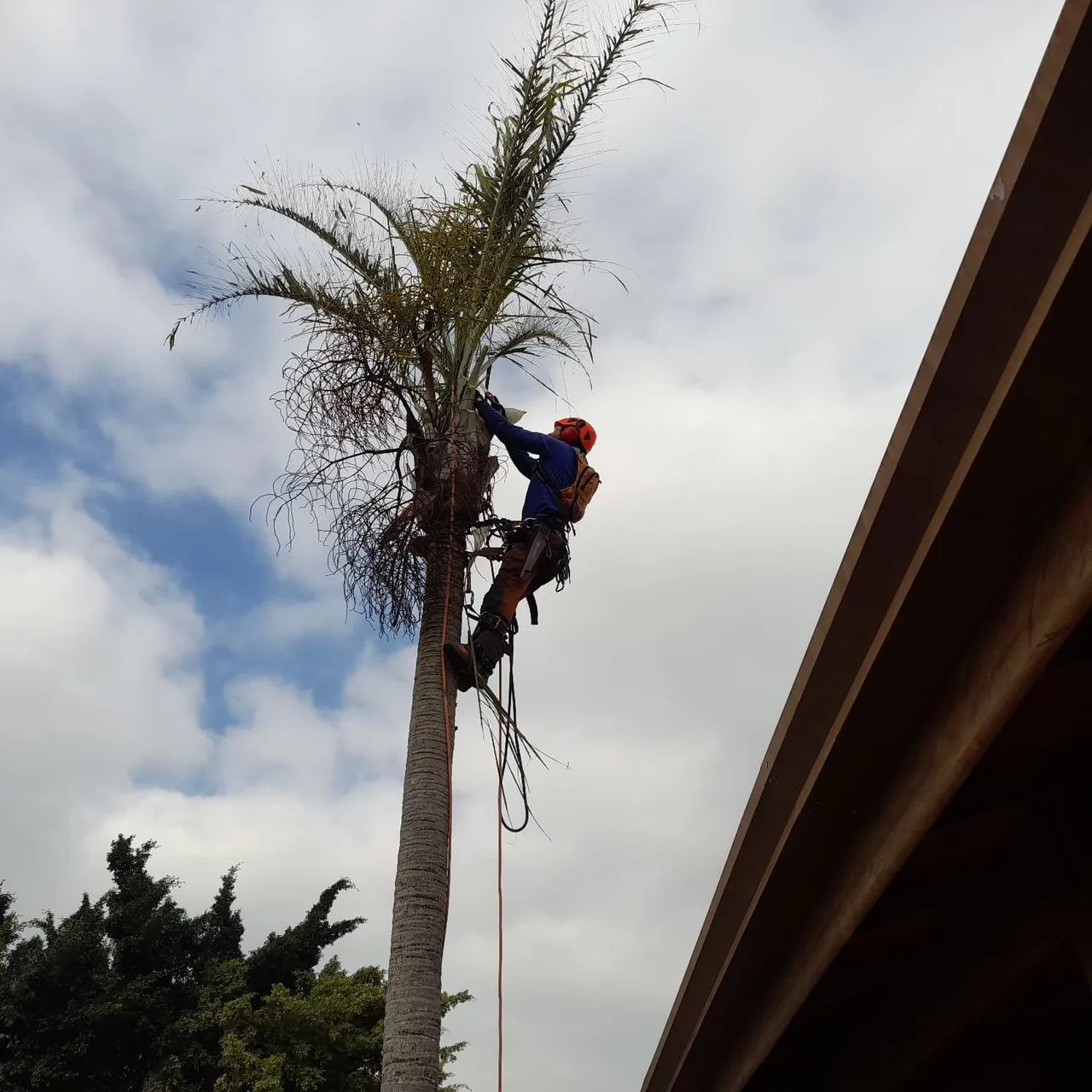 Podas e remoção de árvores - Rápido e sem dor de cabeça!