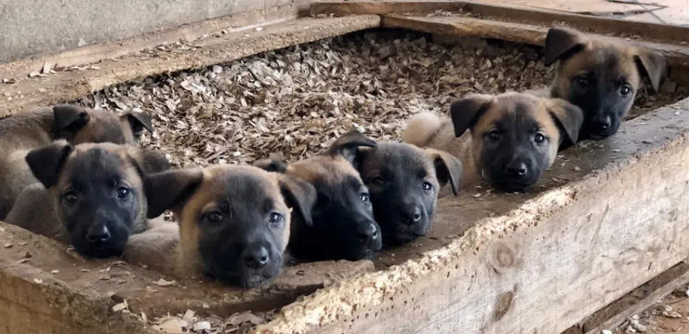 Filhotes de Malinois