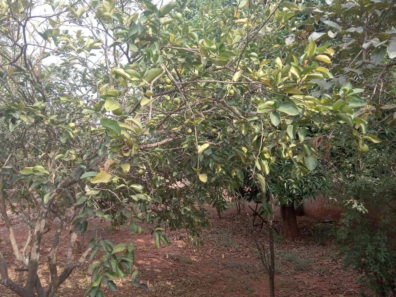OPORTUNIDADE!!!  VENDA , aceito proposta em sete Lagoas. - Foto 4