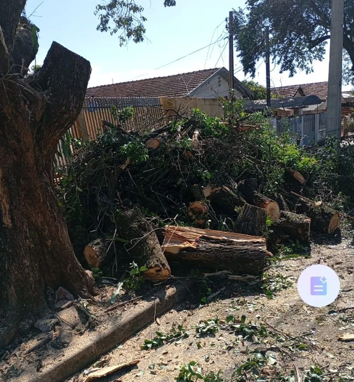 Podas de árvores e jardinagens  - Foto 4