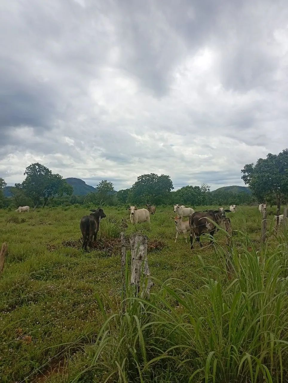 Fazenda a venda  - Foto 5
