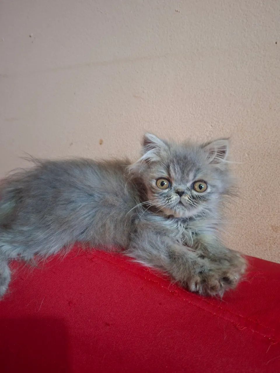 Vende-se filhote de gato persa macho pv  - Foto 2