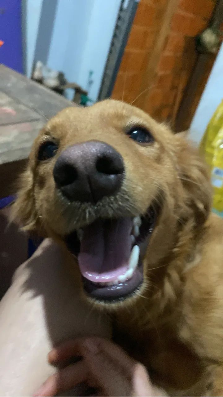 Cachorro Macho  - Foto 5
