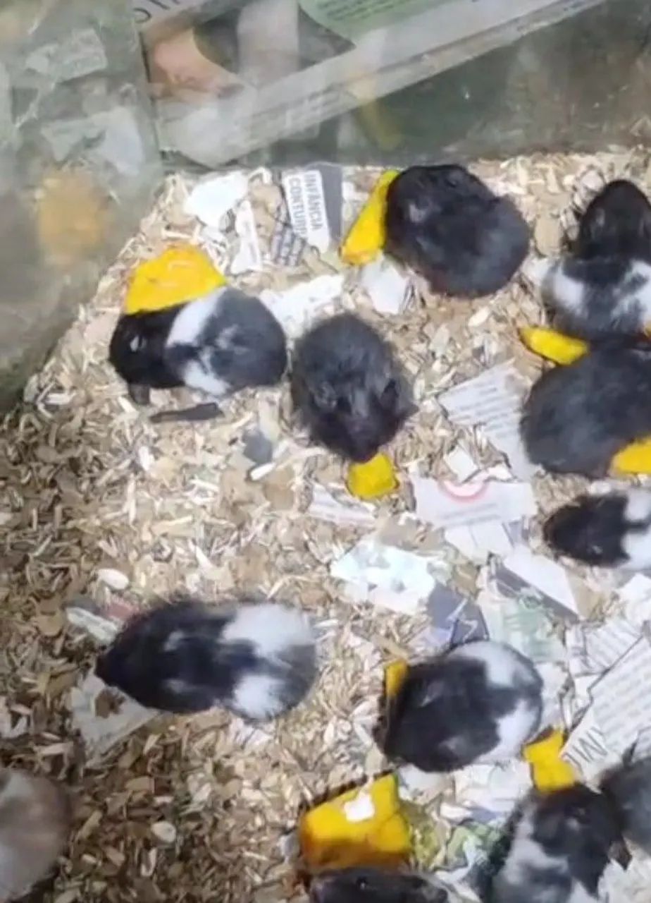 Hamster  - Foto 3