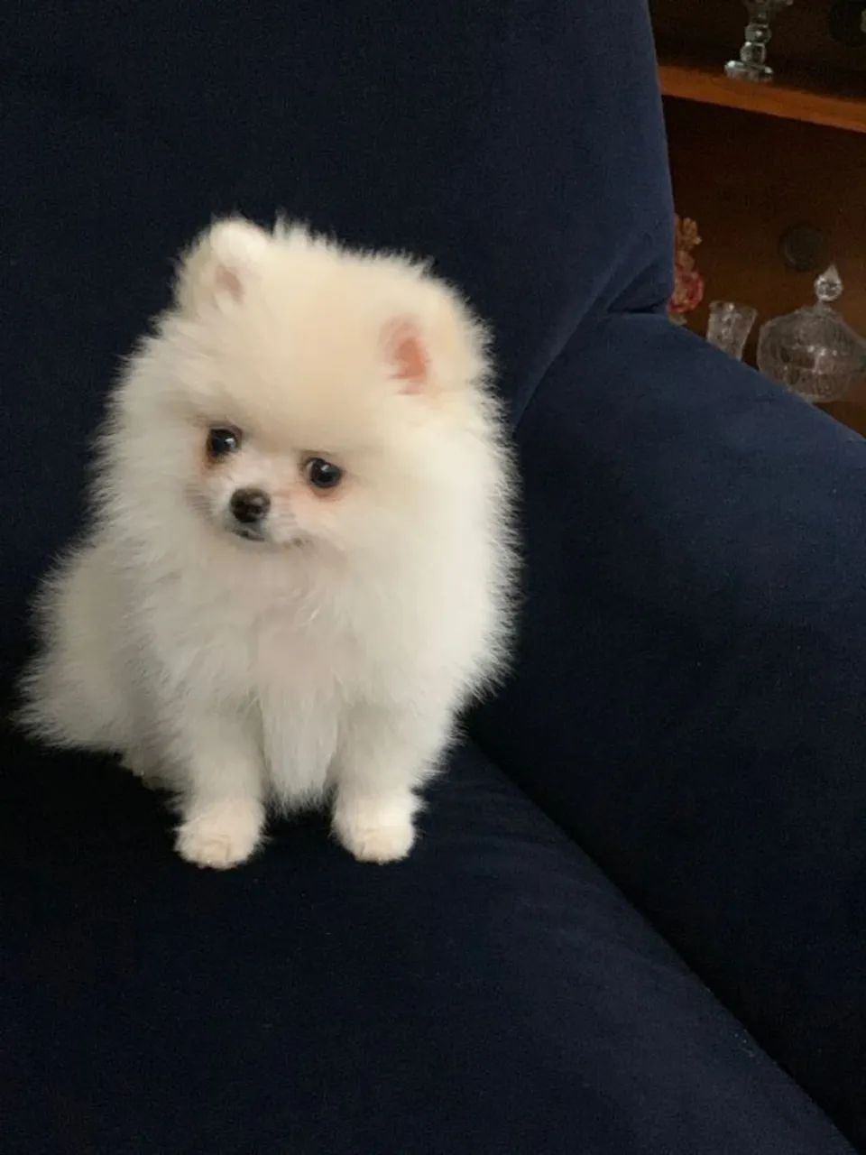 SpitZ Seu próximo pet mais lindo pode estar te esperando