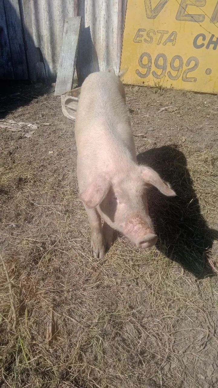 Porcos