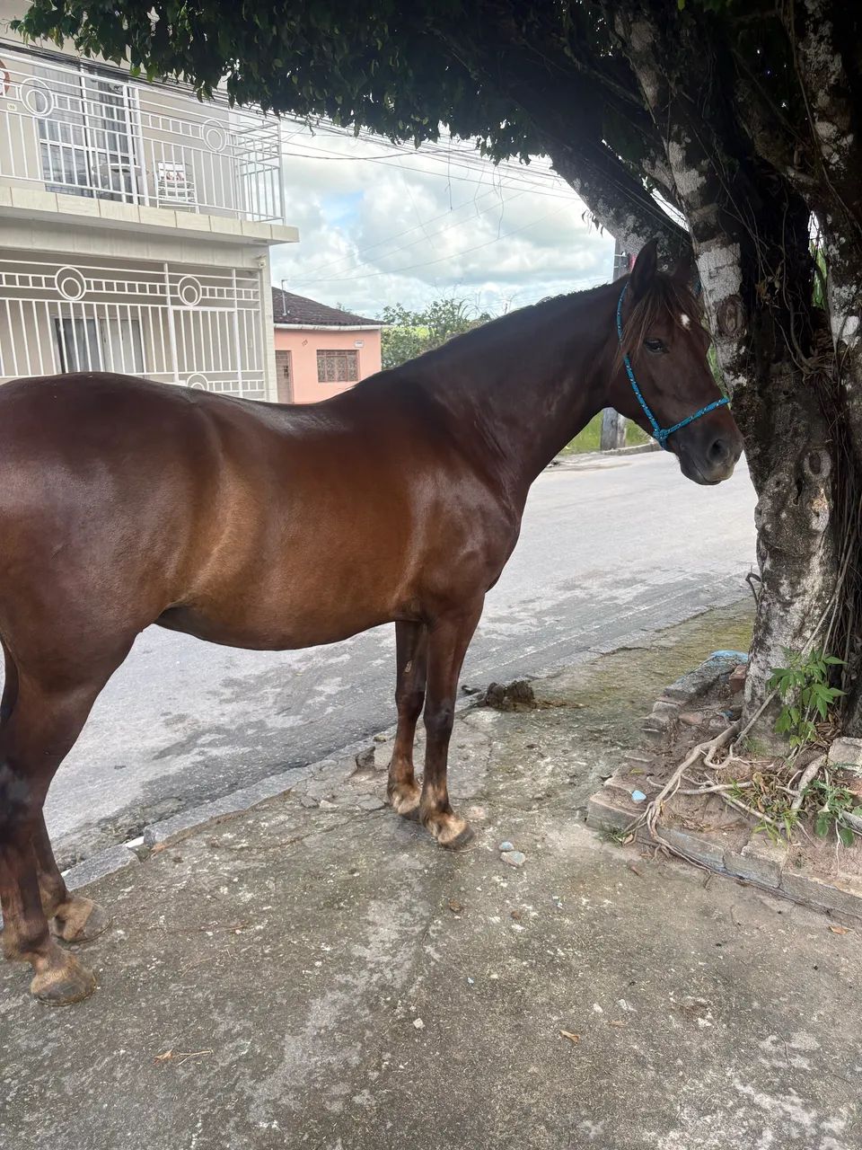 Cavalo mangalarga marchador registrado. - Foto 2