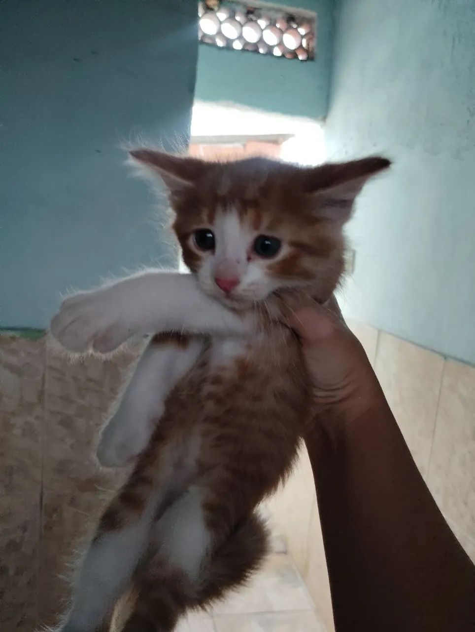 Gatos 