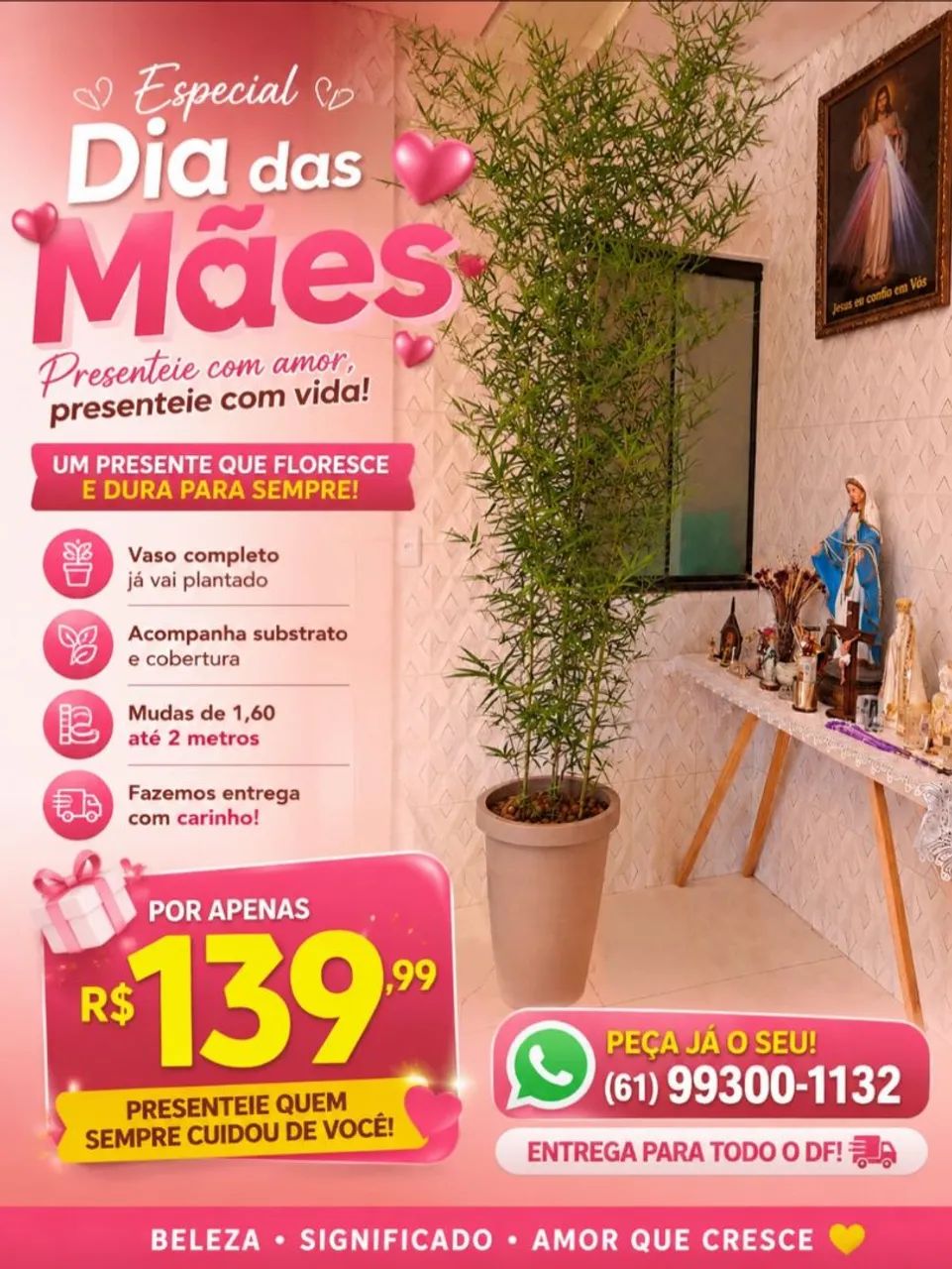 Bambú Mossô no vaso completo!! Mega promoção R$139,99