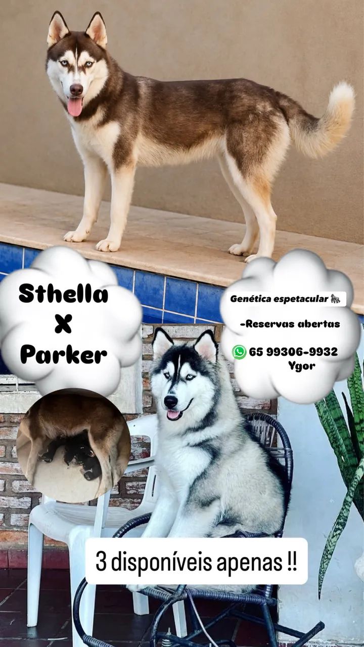 HUSKY SIBERIANO PURO   - Foto 2