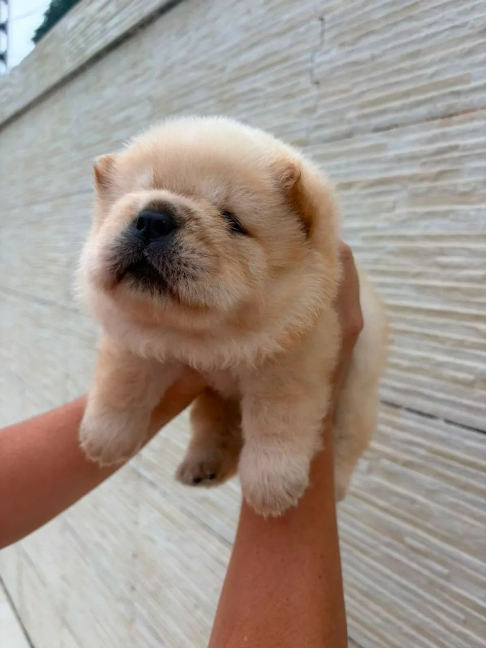 Chow Chow  - Foto 2