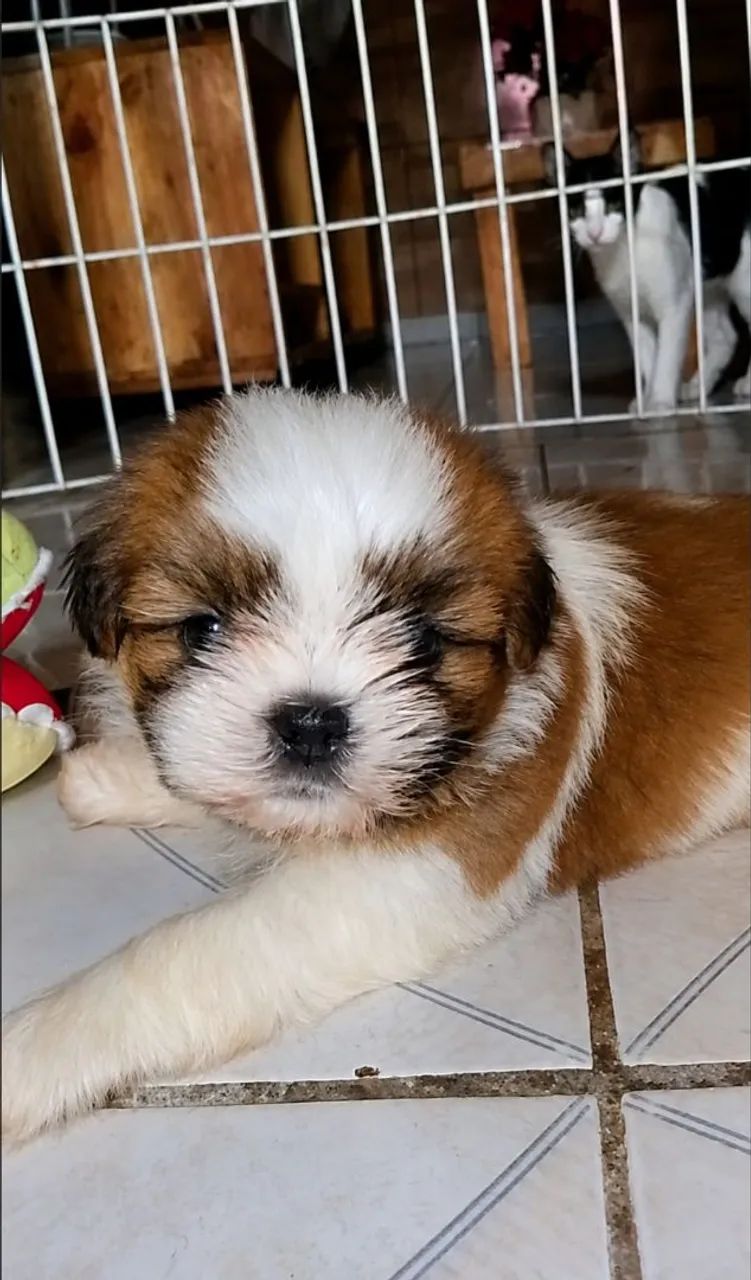 Shih Tzu  - Foto 2