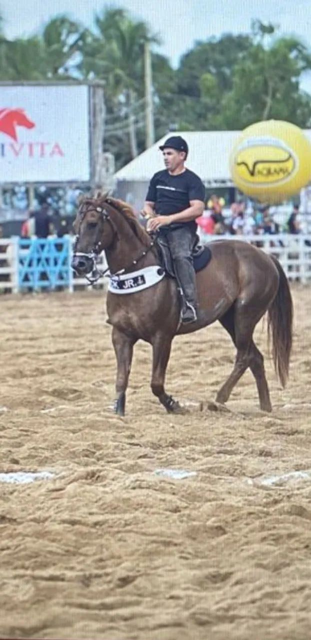 Cavalo  - Foto 3