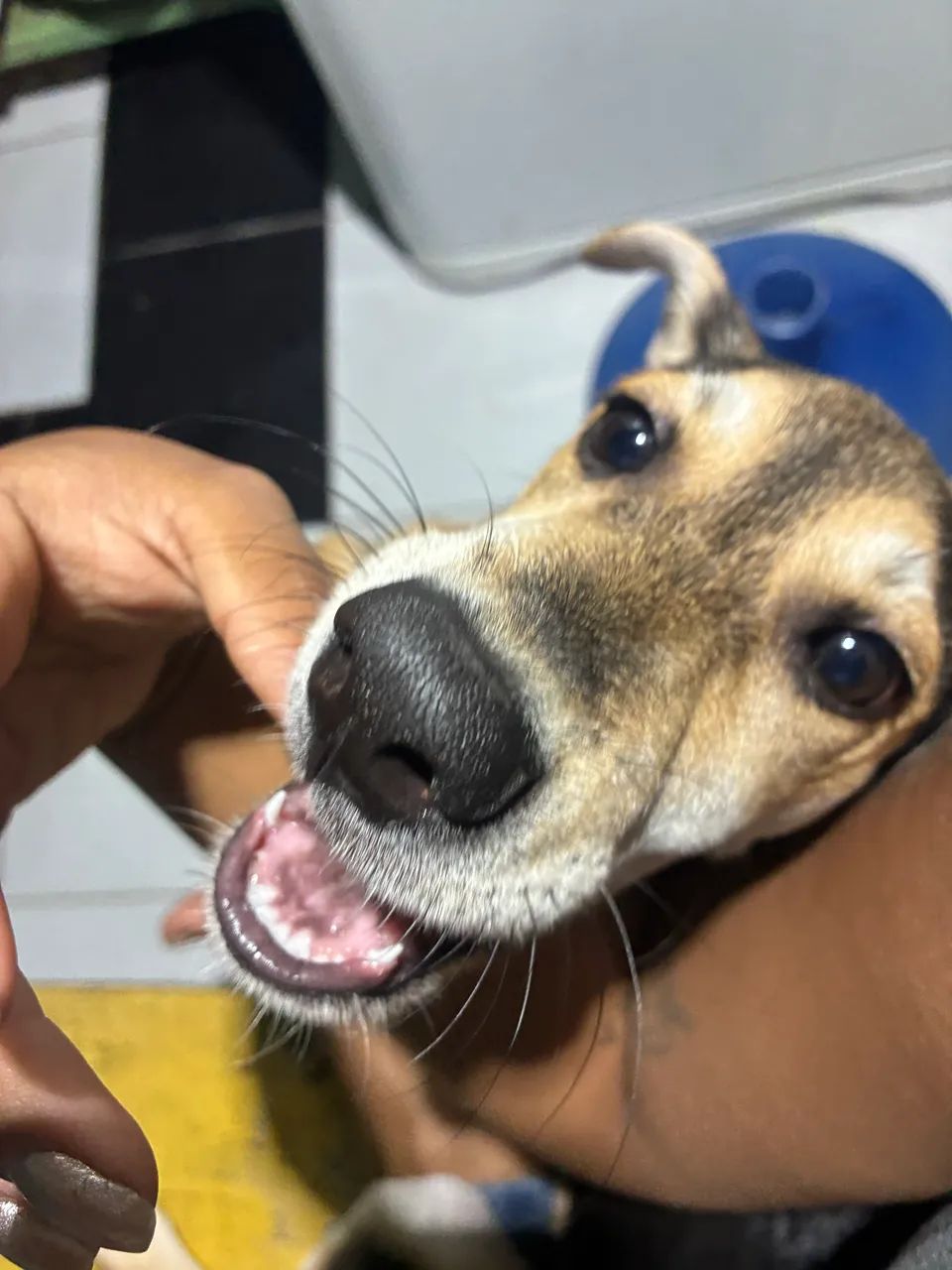 Adoção responsável  - Foto 2