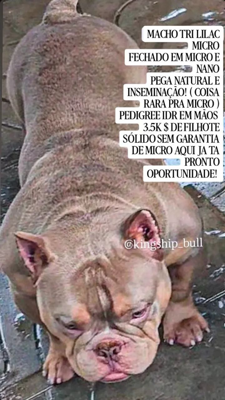 Exotic Bully Merles e Tri OPORTUNIDADE  - Foto 2