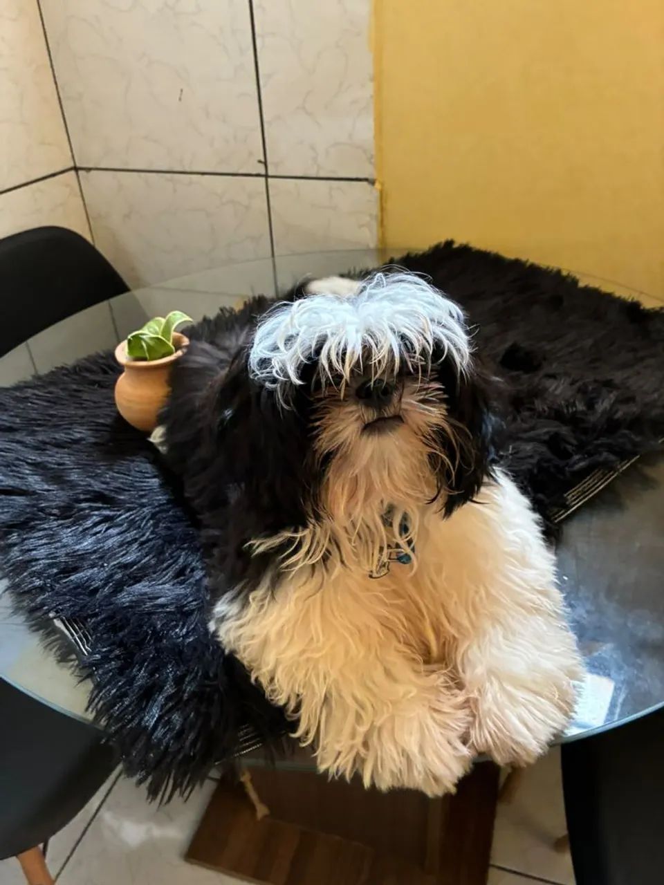 SHIH TZU - Foto 4