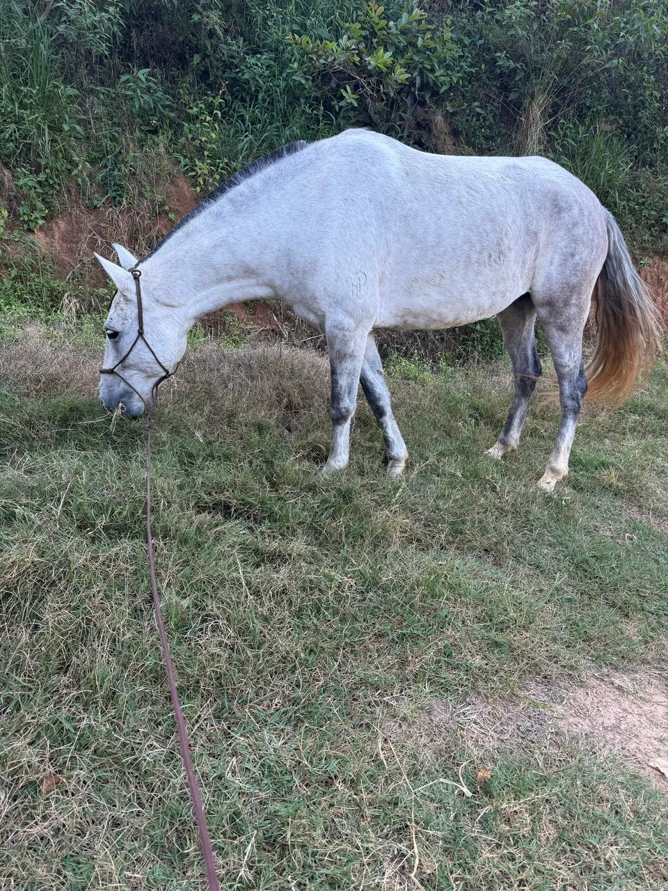 Vendo égua mangalarga  - Foto 3