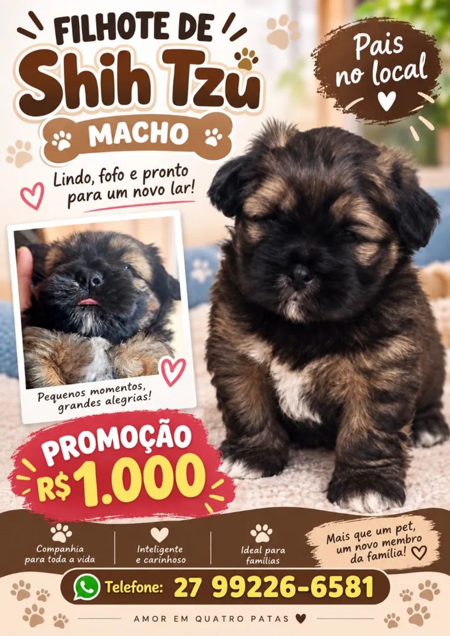 Vendo shitzu macho filhote.