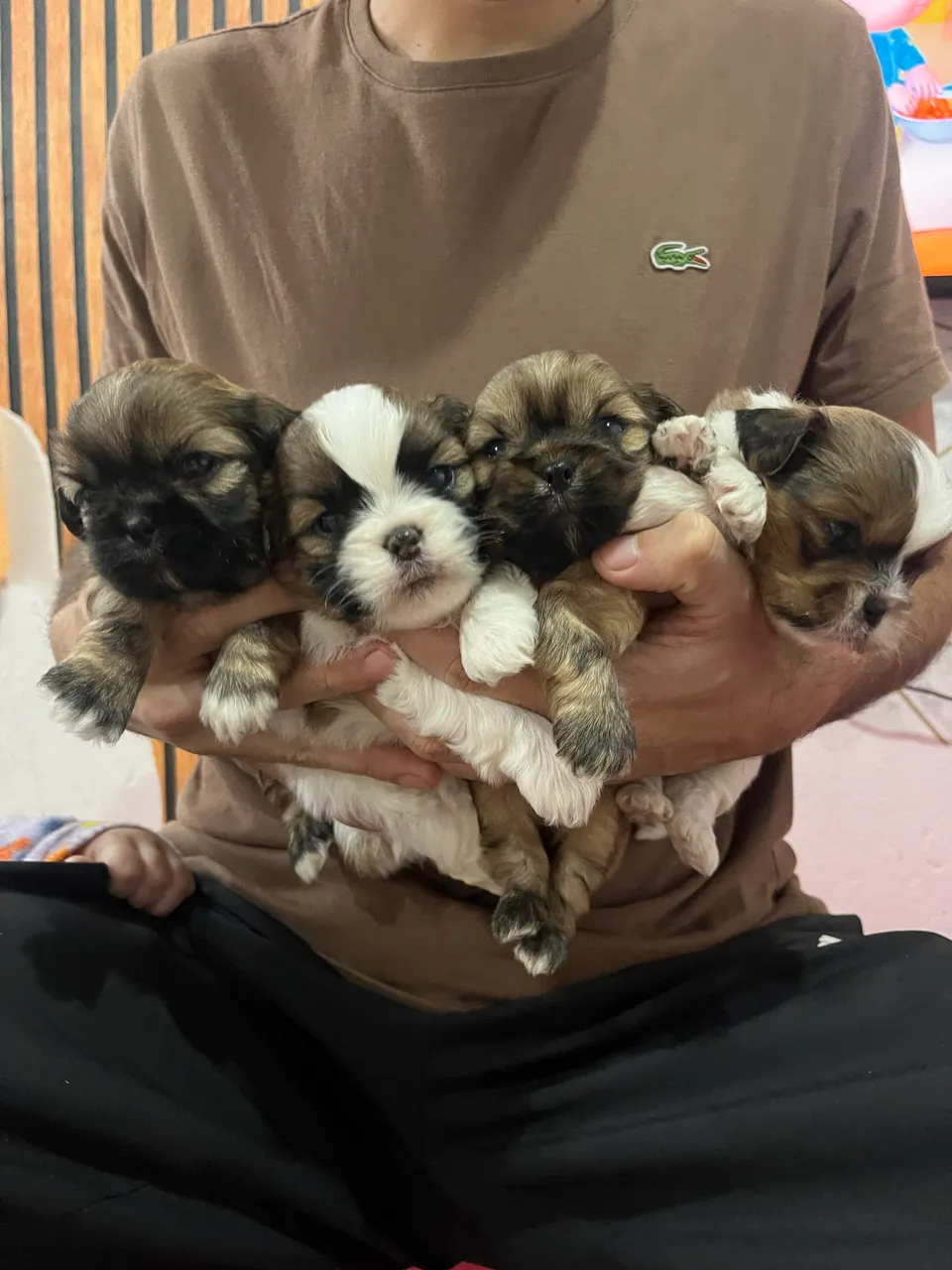Shitzu macho 2 anos - Cachorros - Lomba da Palmeira, Sapucaia do