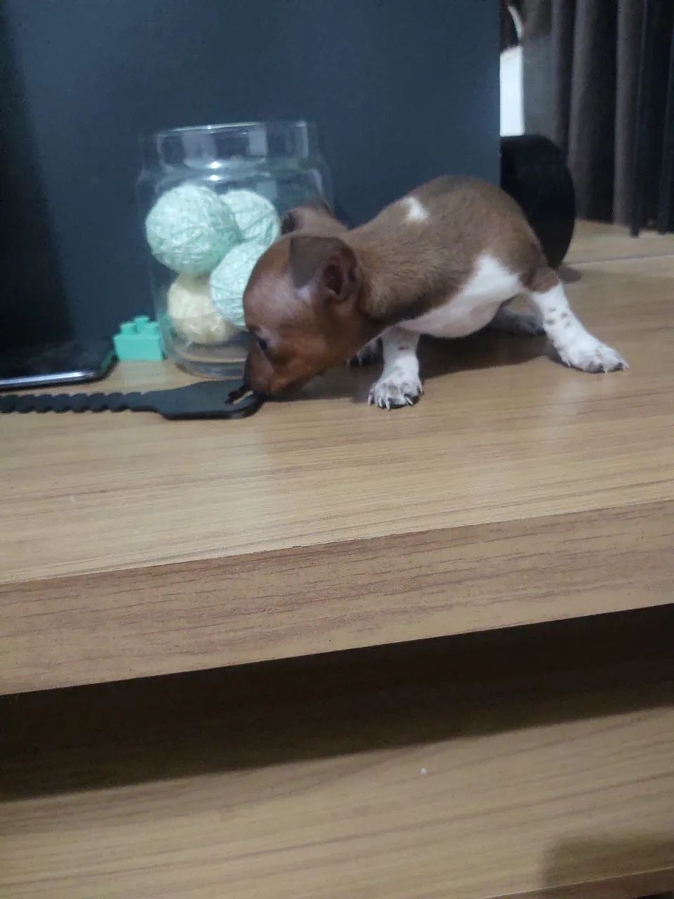 Pinscher Fêmea 