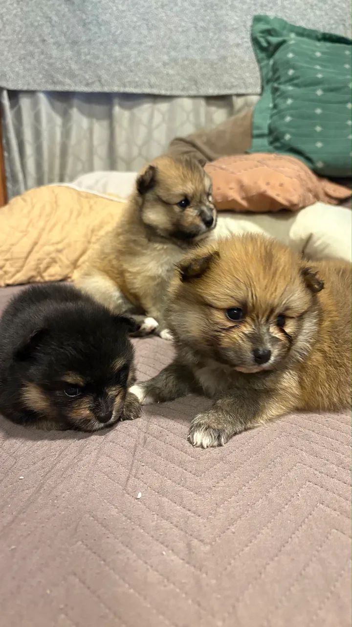 Spitz Alemão Anão (Lulu da Pomerania) - Foto 6