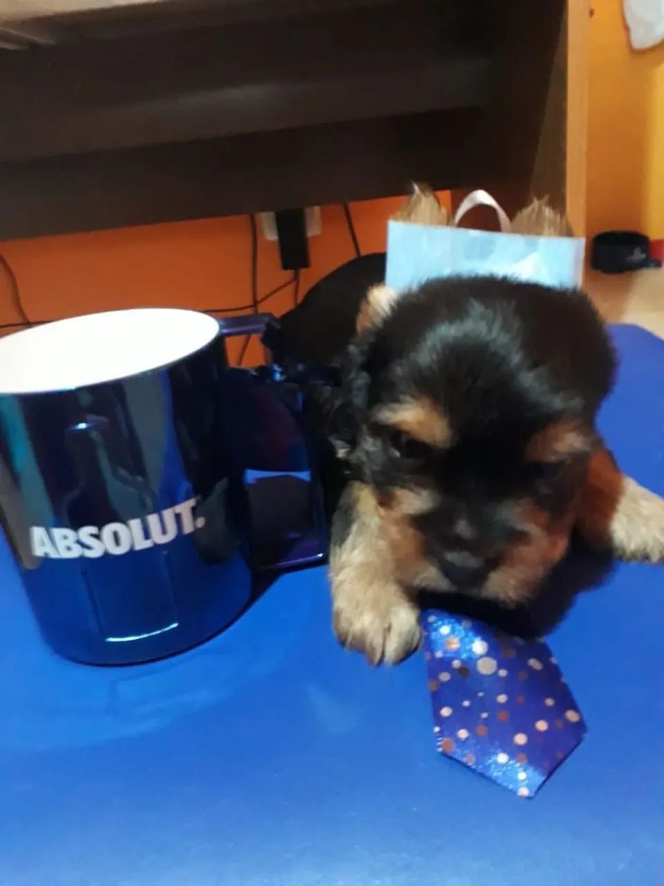 Yorkshire terrier  - Foto 5