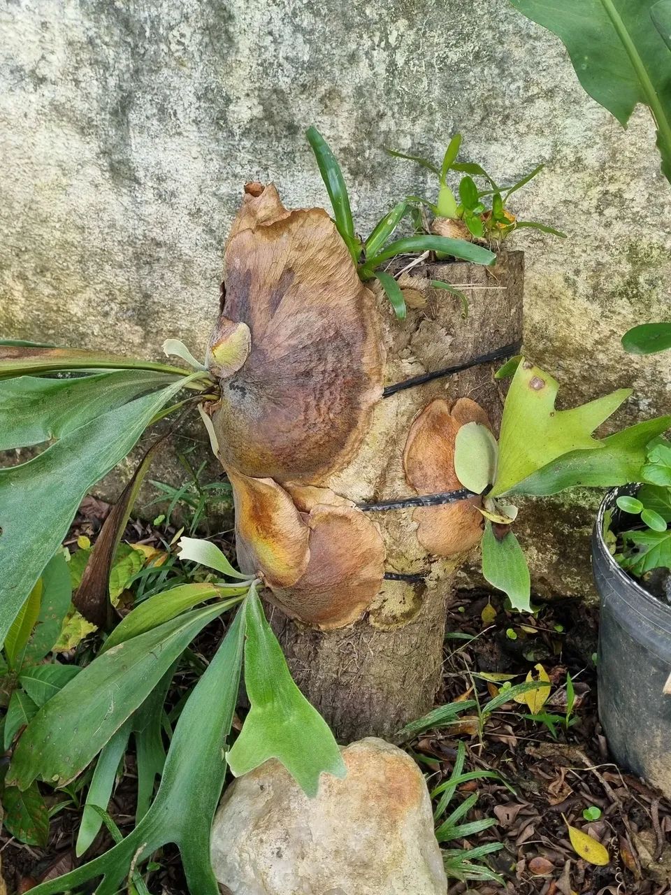 Chifre de veado e orquidea