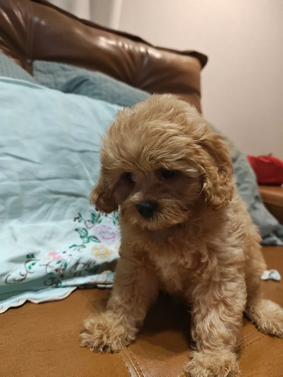 Lindos filhotes de Cavapoo machos na cor Fulvo  - Foto 2