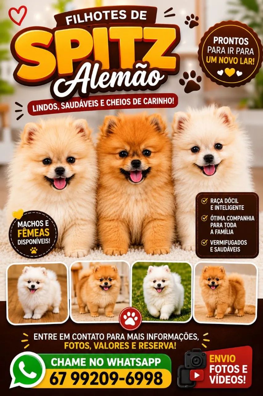 Spitz alemão 