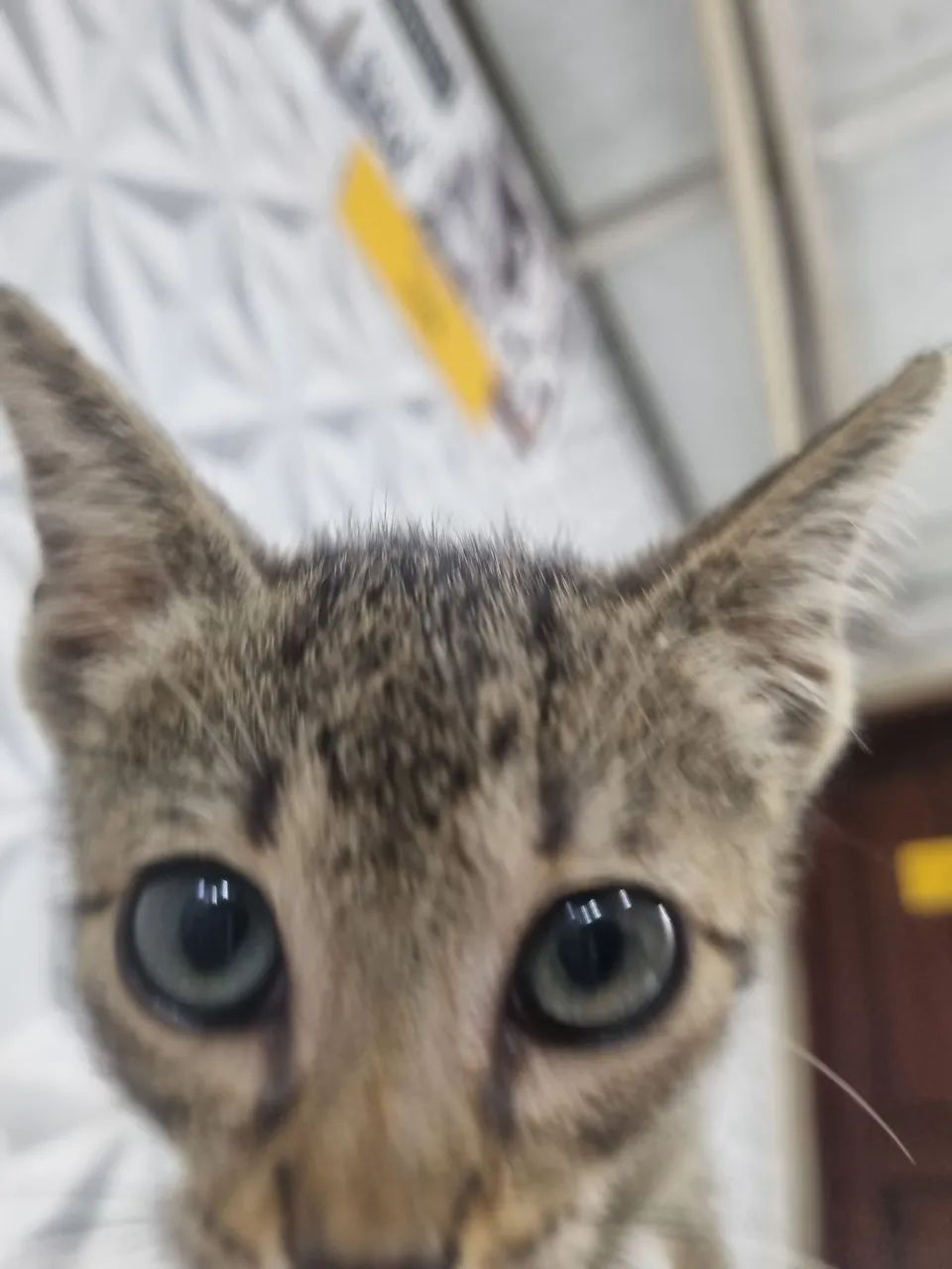 Gatinha para adoção - Foto 3