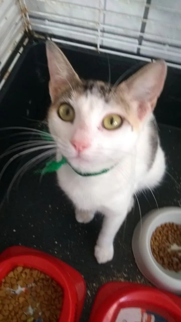 Doa-se essa linda menina de apenas 5 meses  - Foto 2