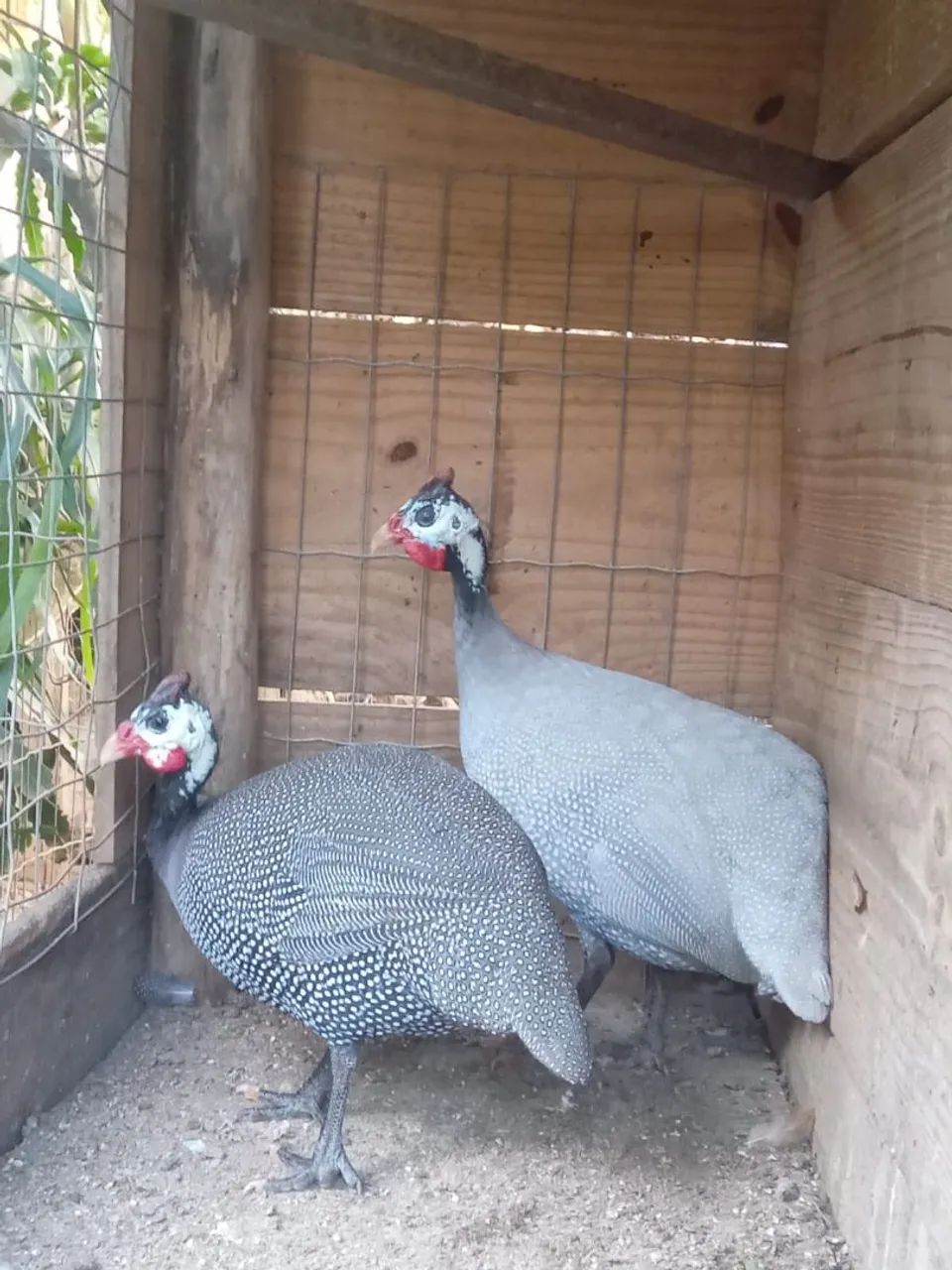 Casal de angolas - Foto 2