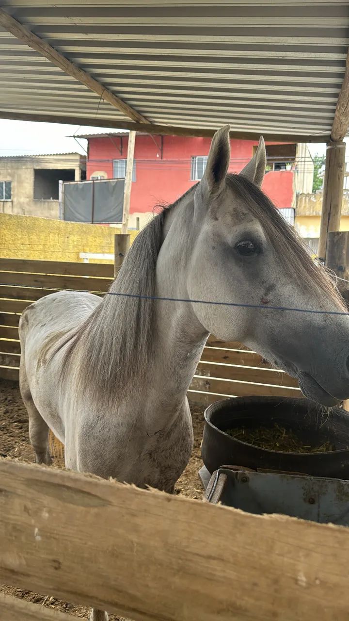 Cavalo ? 8 anos + - marcha picada  - Foto 5