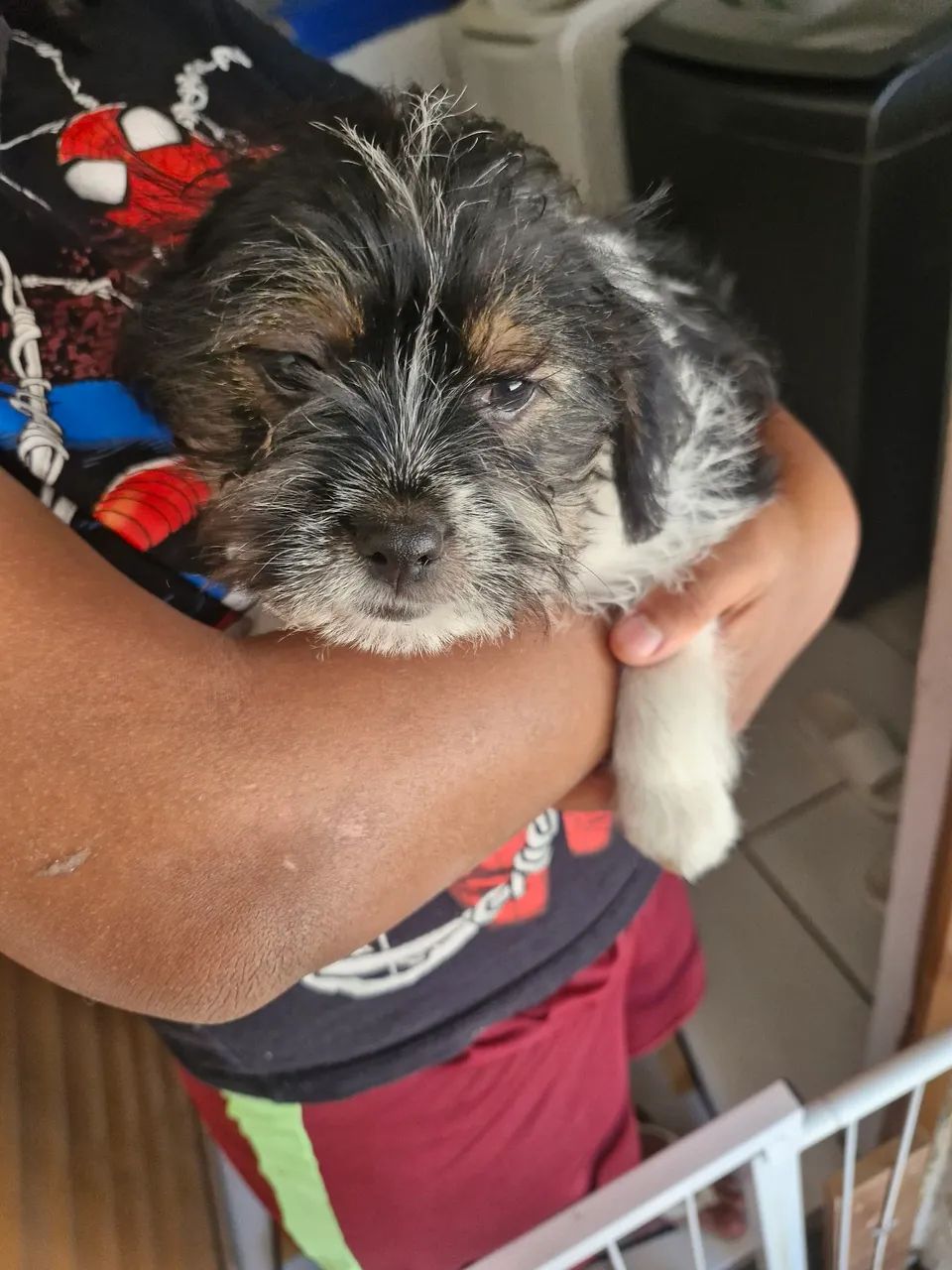 Shih tzu macho com 90 dias - Foto 2