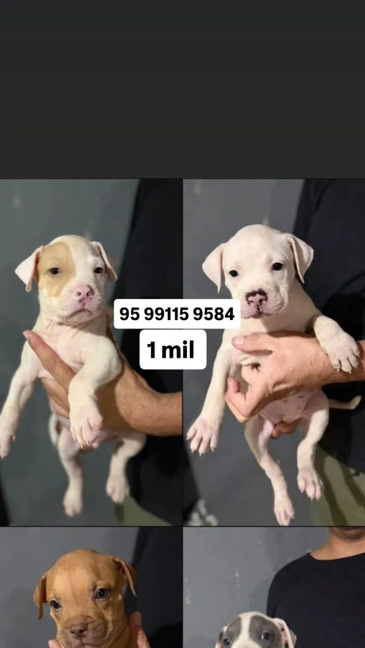 Vende se filhote de Pitmonster  - Foto 2