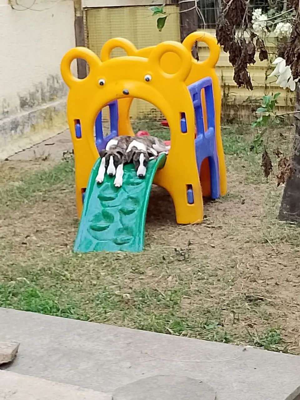 Whippet  - Foto 2