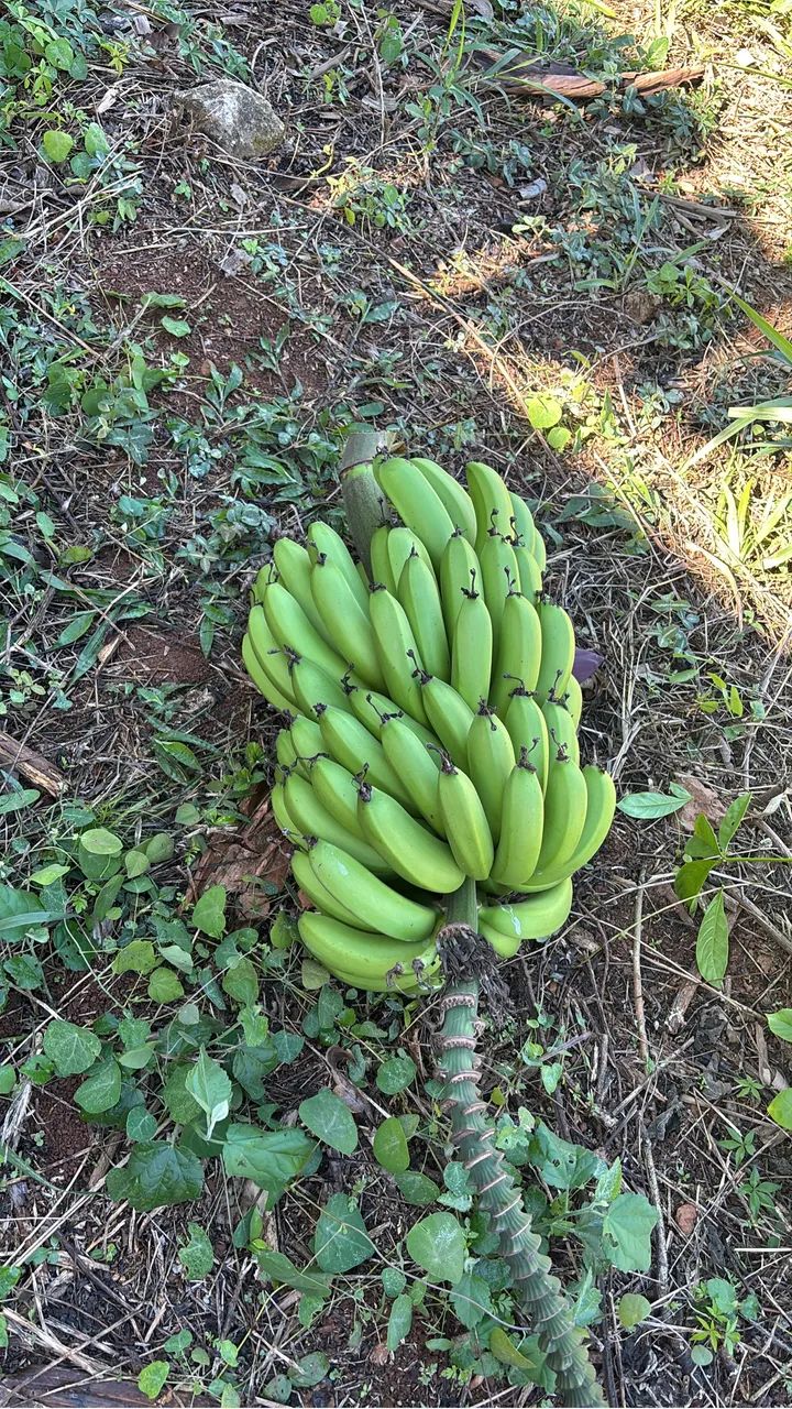 LOTE À VENDA - NOVA LIMA | CAMPO DO PIRES - Foto 2