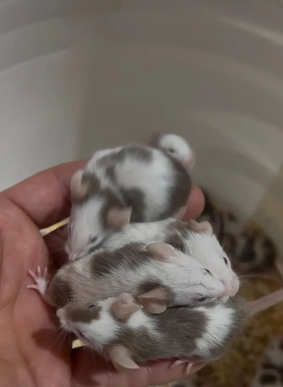 Topolinos ratinhos  - Foto 2