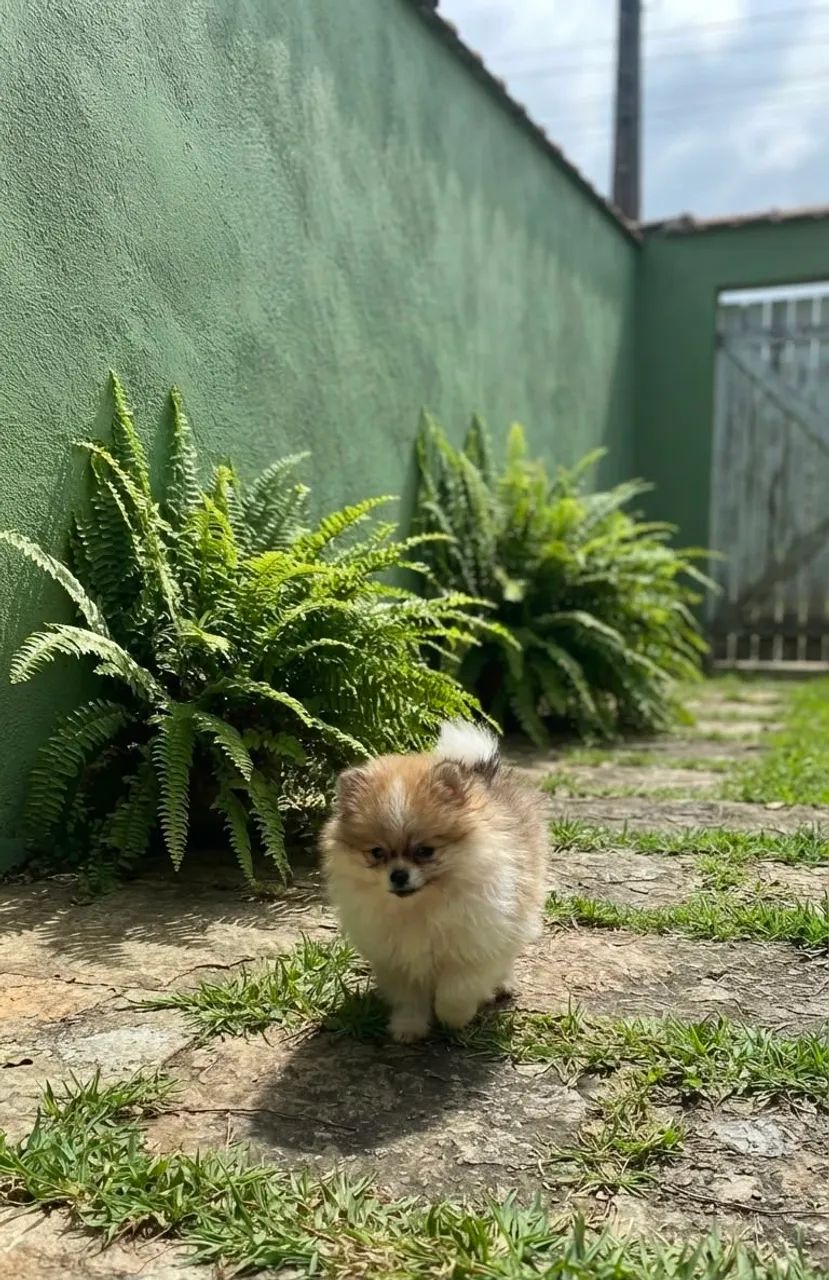 Spitz Alemão  - Foto 5