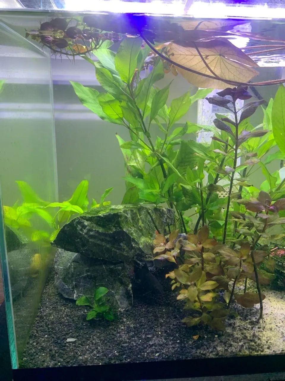 Aquário 50 litros - Foto 4