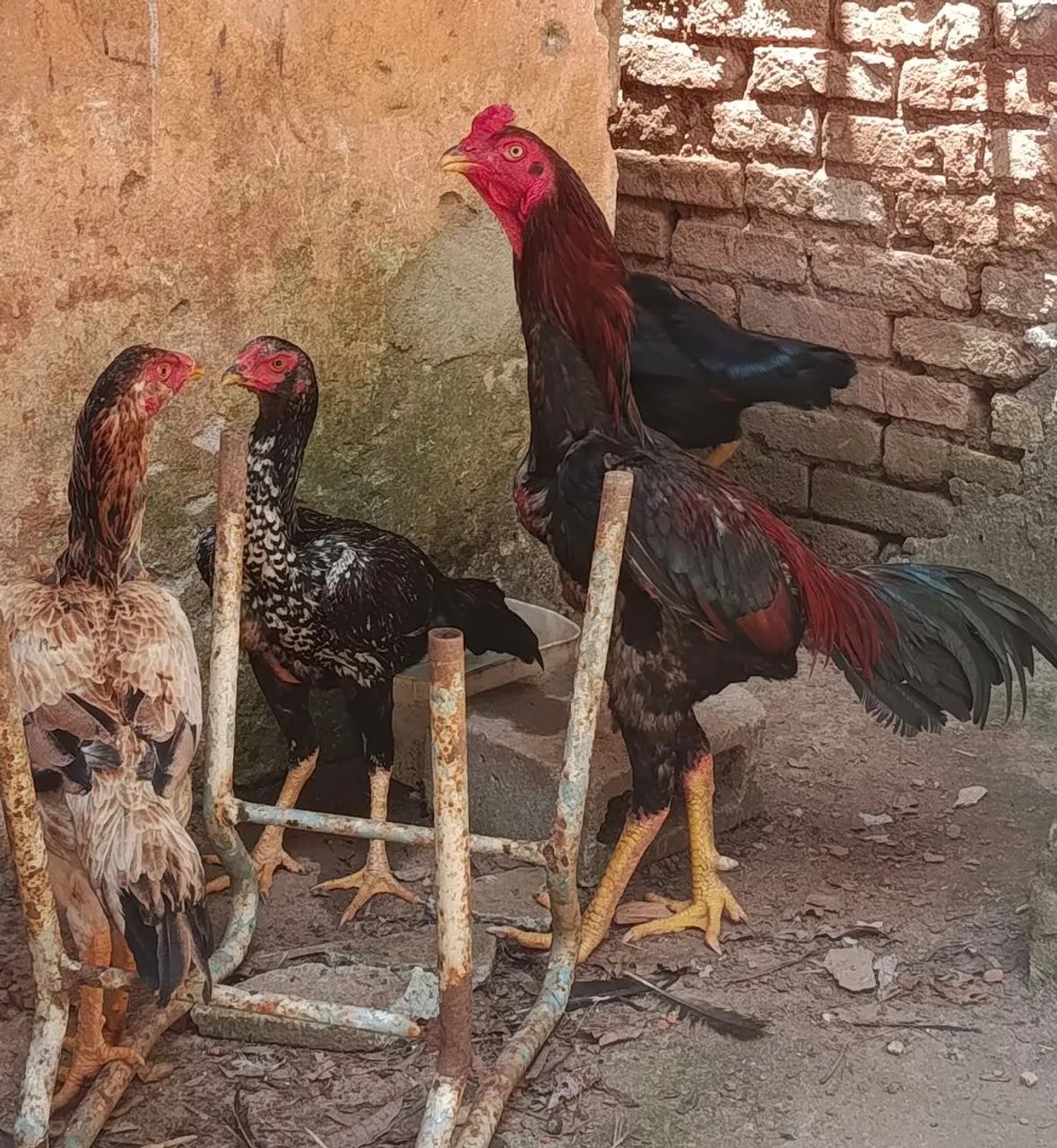 Galo índio e galinhas índia  - Foto 2