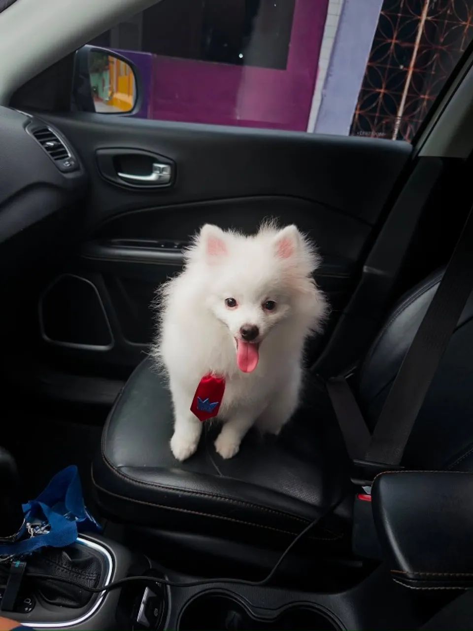 Spitz macho 