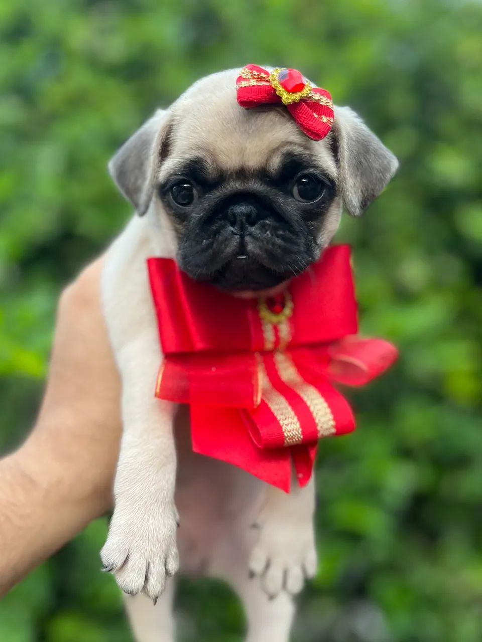 Filhotes de Pug - Foto 3