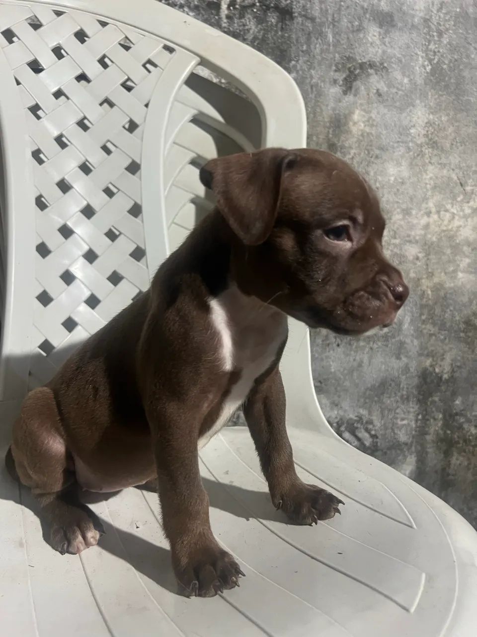 Filhote de American bully - Foto 2