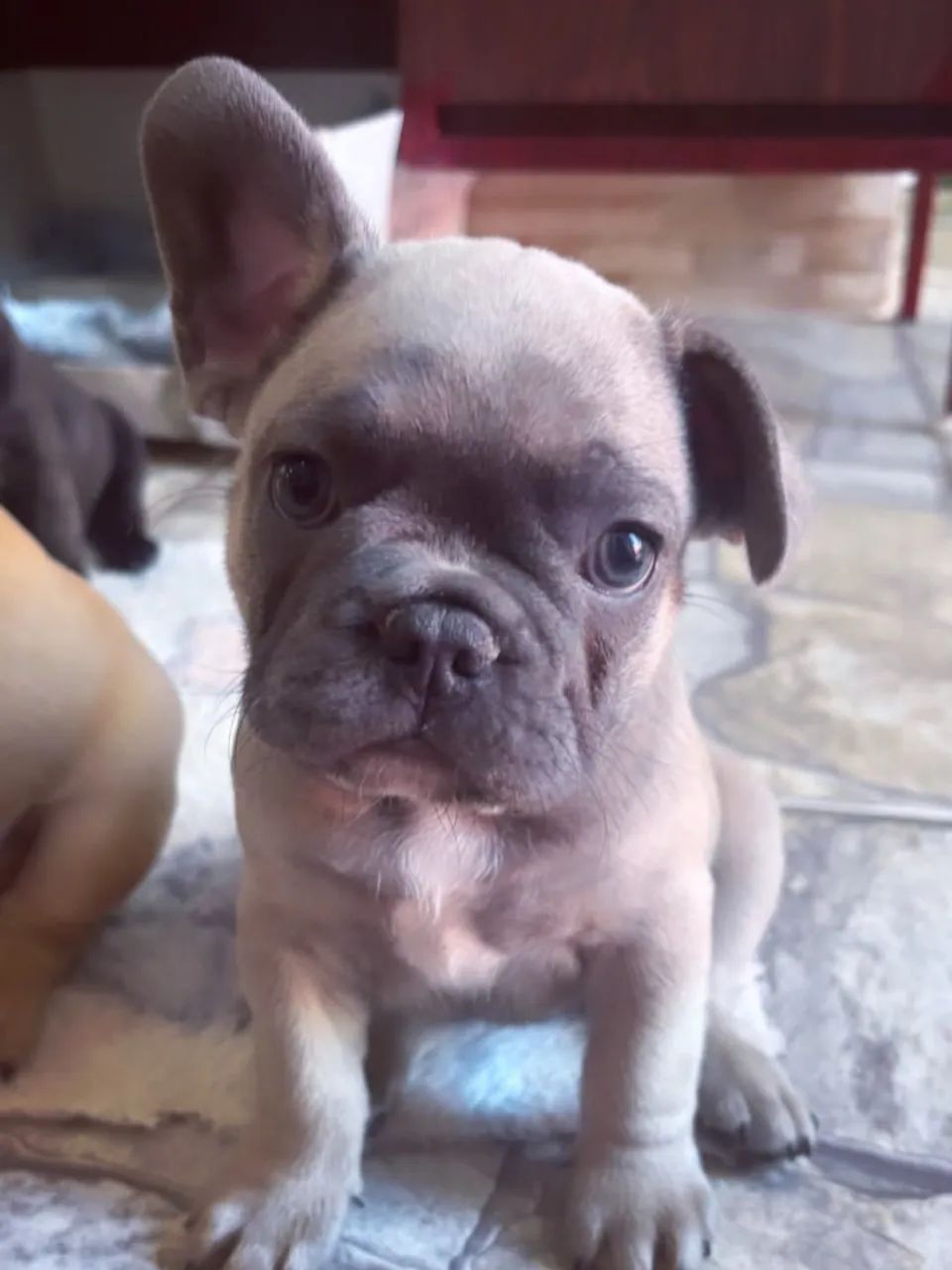 Buldogue francês  - Foto 2