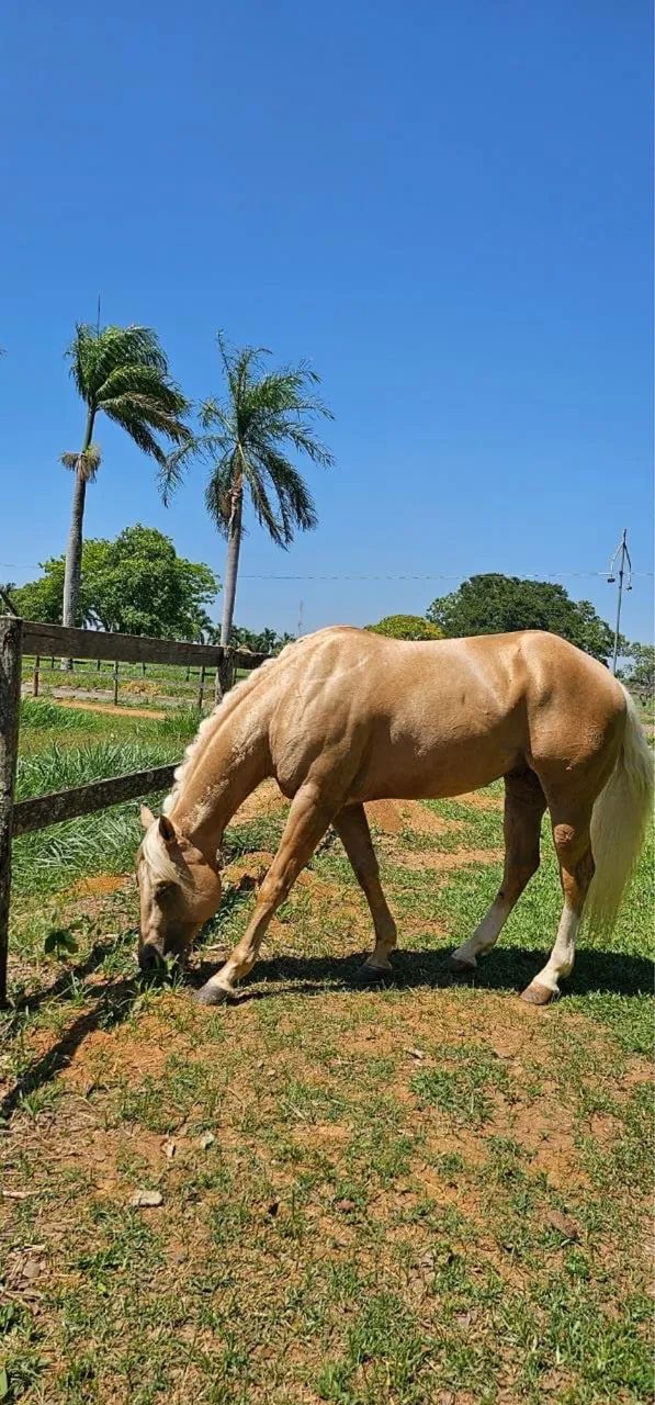 Cavalo